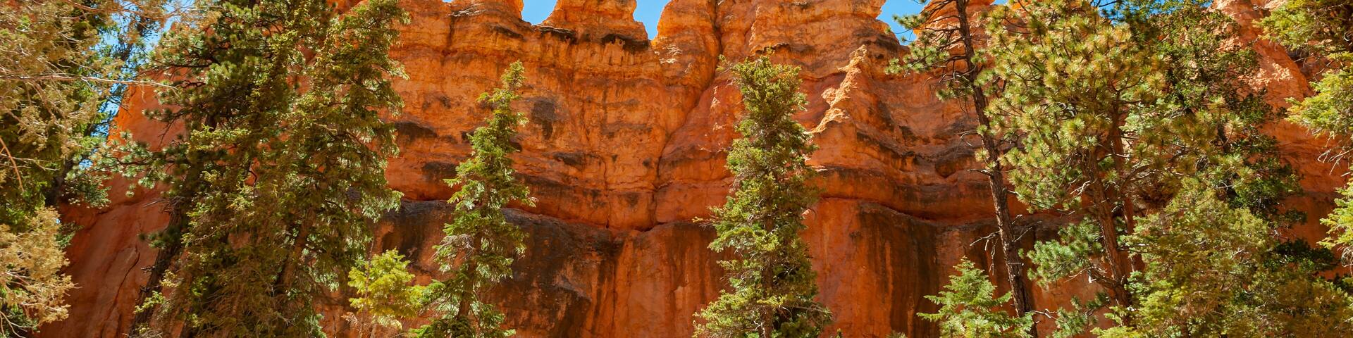 A canyon with red rock formations and green trees.