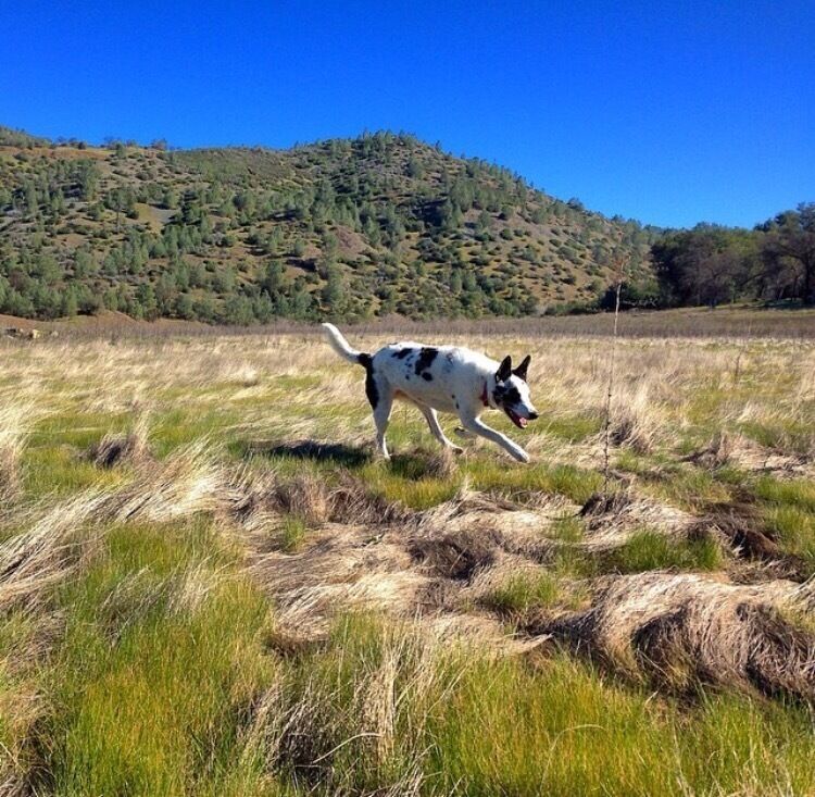 Took this in spring 2015 when the drought left the lake bed empty. Grass and trees were starting to grow and we let Enzo roam free in the impromptu Savannah 