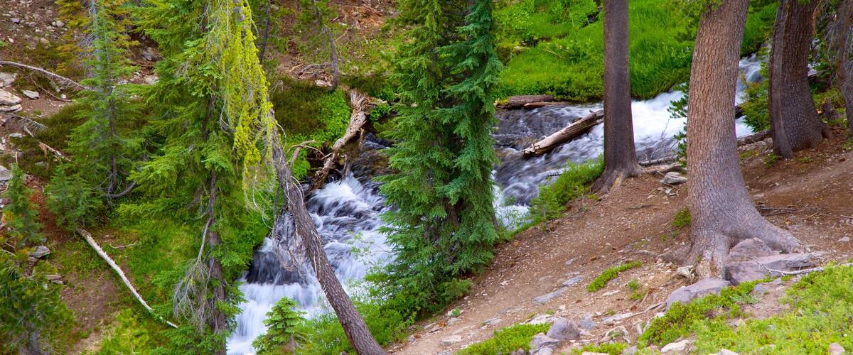 Mill Creek joka esittää metsänäkymät ja joki tai puro