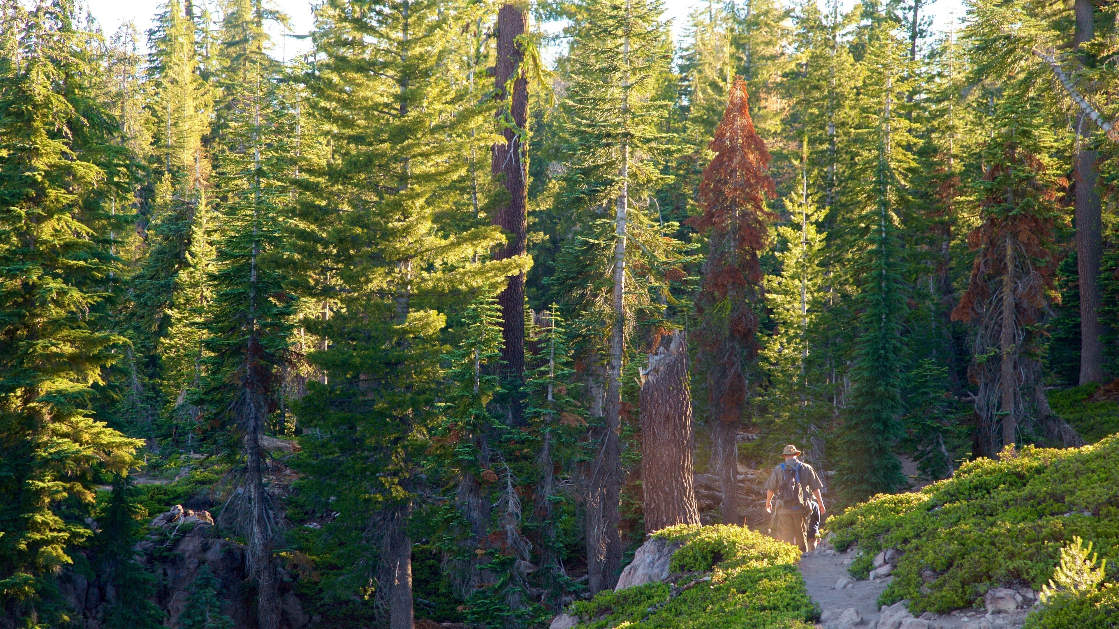 A dense forest with tall evergreen trees and a hiker walking on a dirt path.