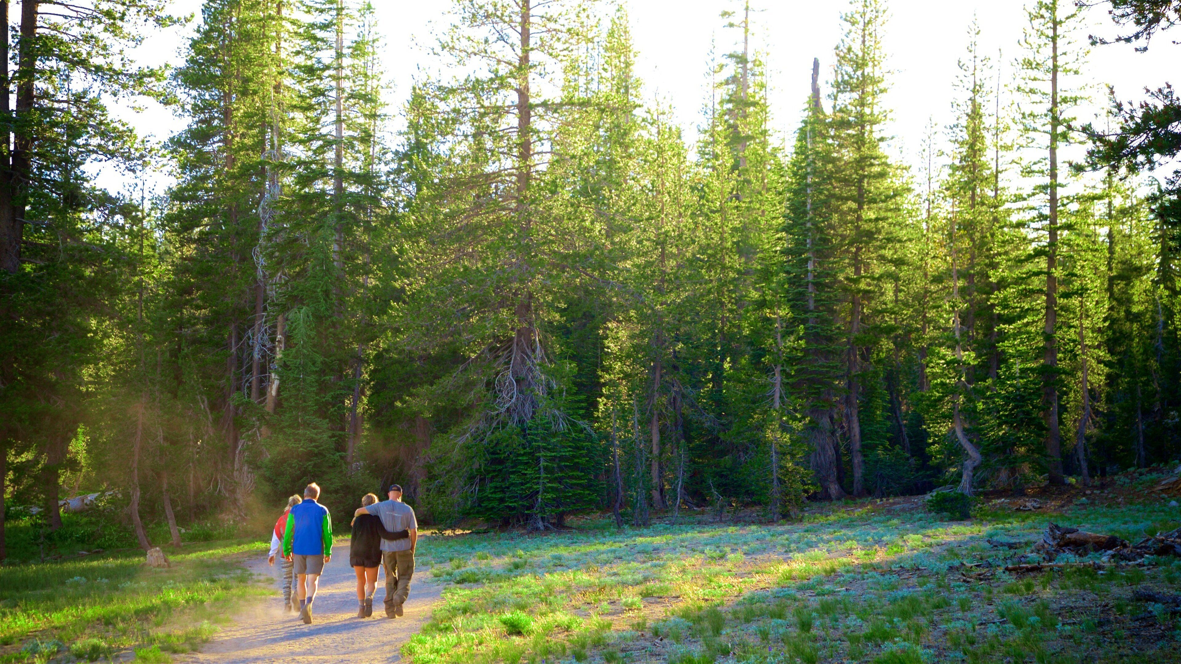 Kings Creek Falls which includes forest scenes and hiking or walking as well as a small group of people