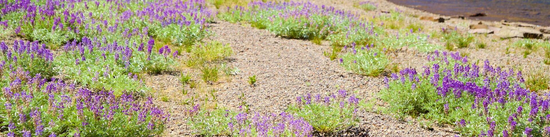 Juniper Lake que incluye flores silvestres y un lago o abrevadero