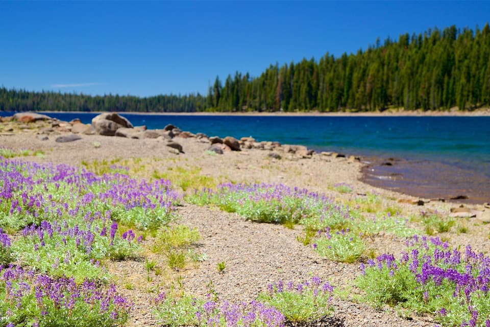 Une plage parsemée de fleurs violettes, avec une forêt en arrière-plan.