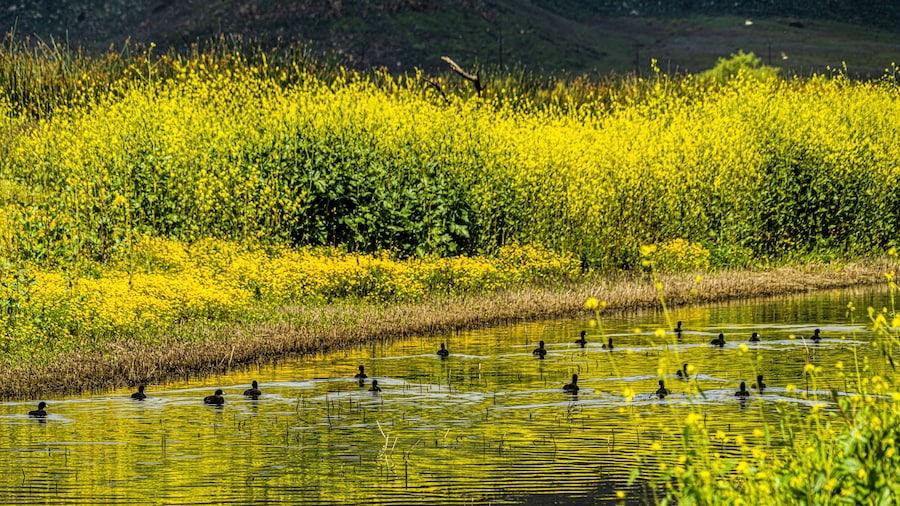 Ducks in lake at Lake Perris State Recreation Area