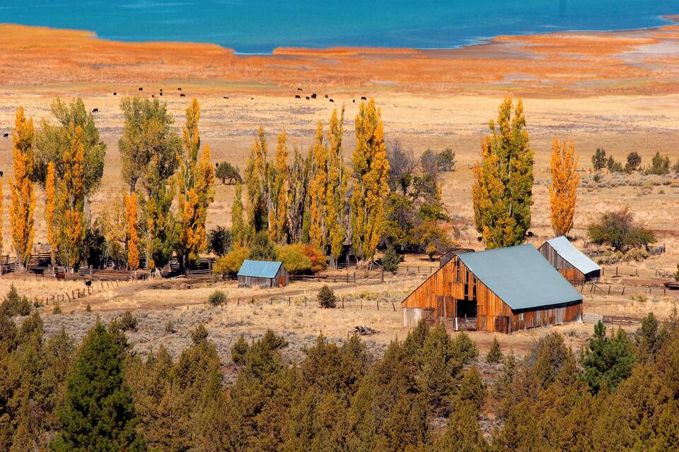 Un paysage rural avec une grange, des arbres et du bétail en pâturage.