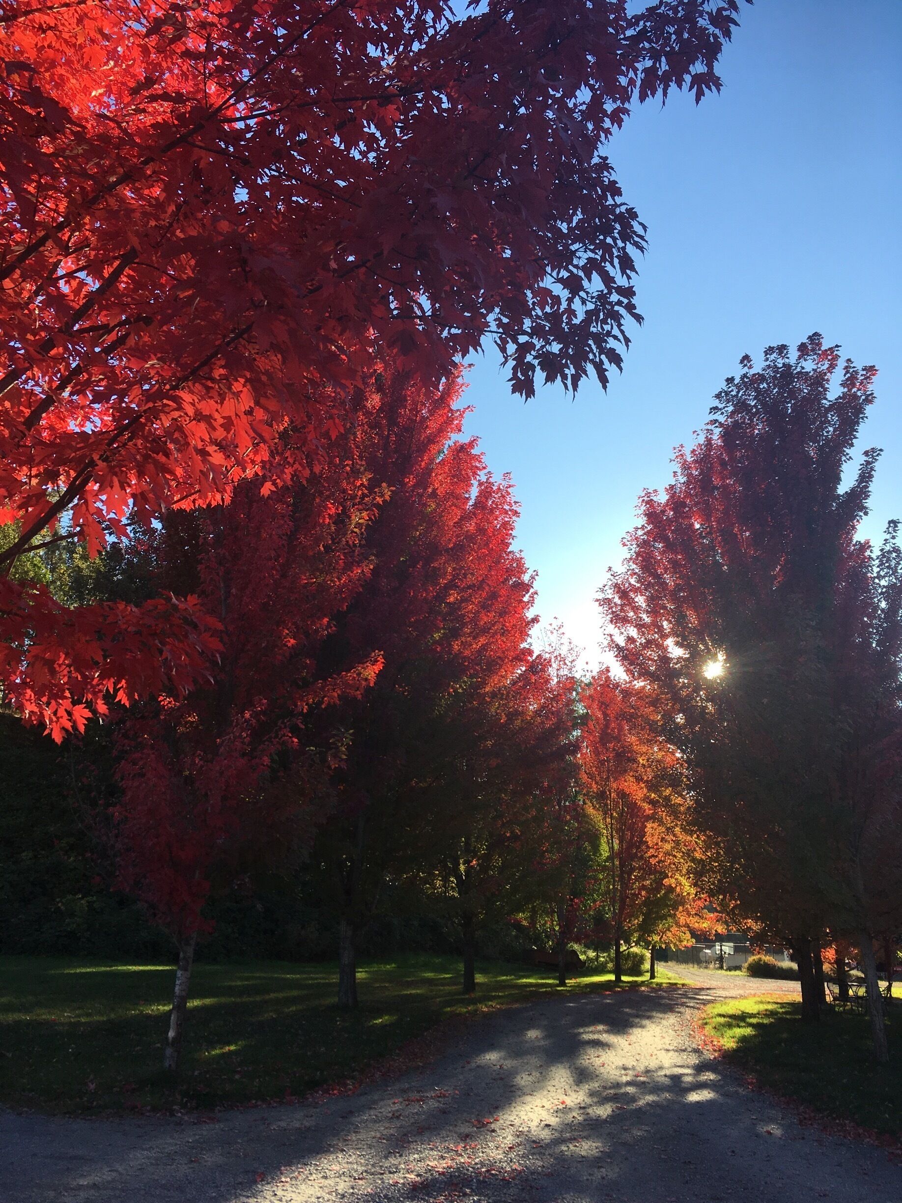 One of the most beautiful vineyards I have seen so far! Many colourful trees and a lovely creek. Perfect location to drink a glass of wine and enjoy the summer or fall season:)