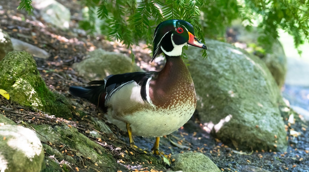 A pretty male Wood Duck standing under the shade of a tree on the shoreline of a pond in a city park.