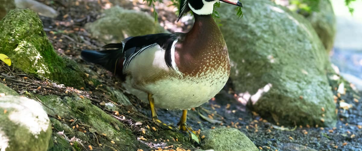 A pretty male Wood Duck standing under the shade of a tree on the shoreline of a pond in a city park.