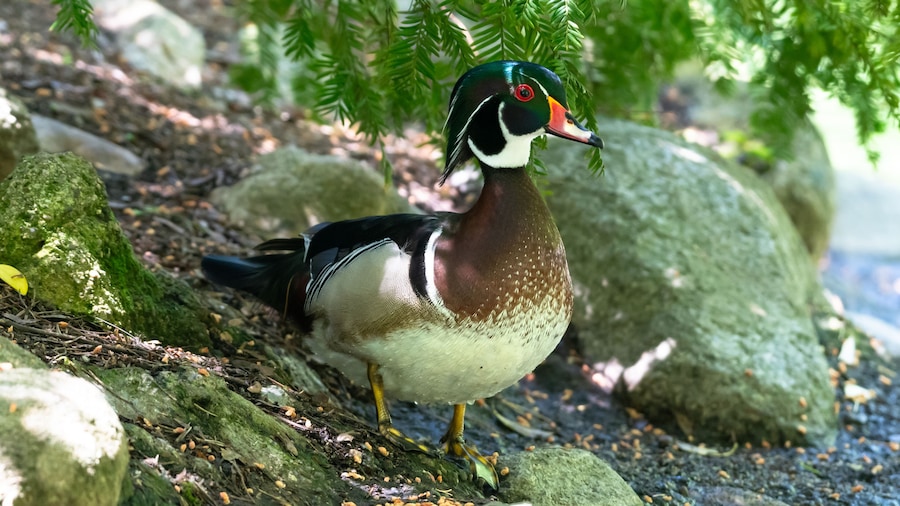 A pretty male Wood Duck standing under the shade of a tree on the shoreline of a pond in a city park.