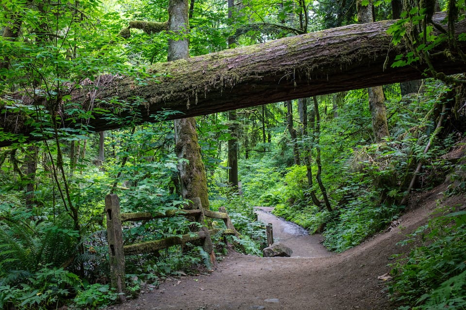 A forest trail with a moss-covered fallen log over a dirt path.