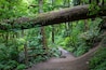 Wildwood hiking trail in Portland
