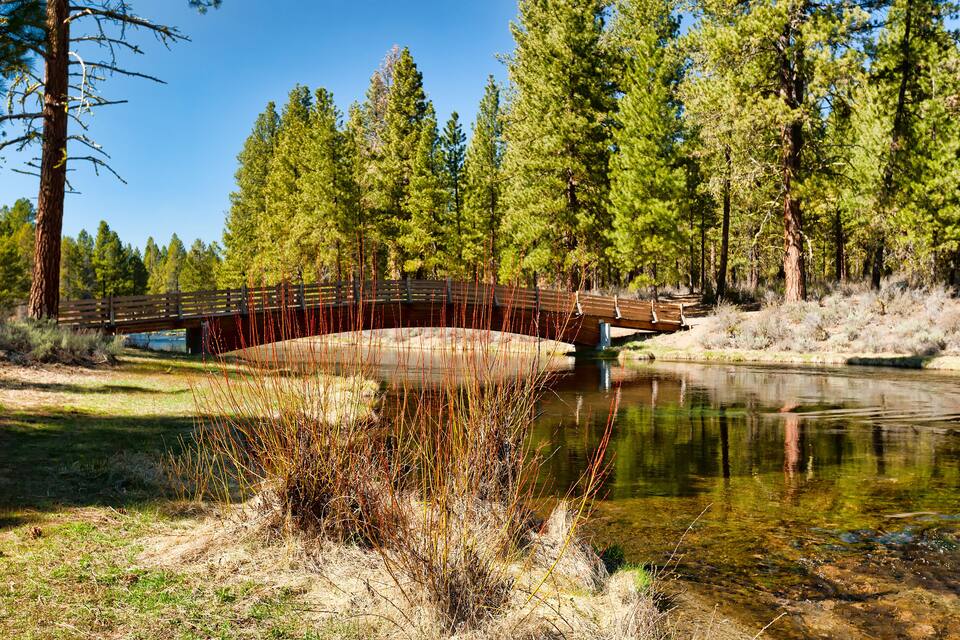A wooden bridge over a clear pond surrounded by tall pine trees.