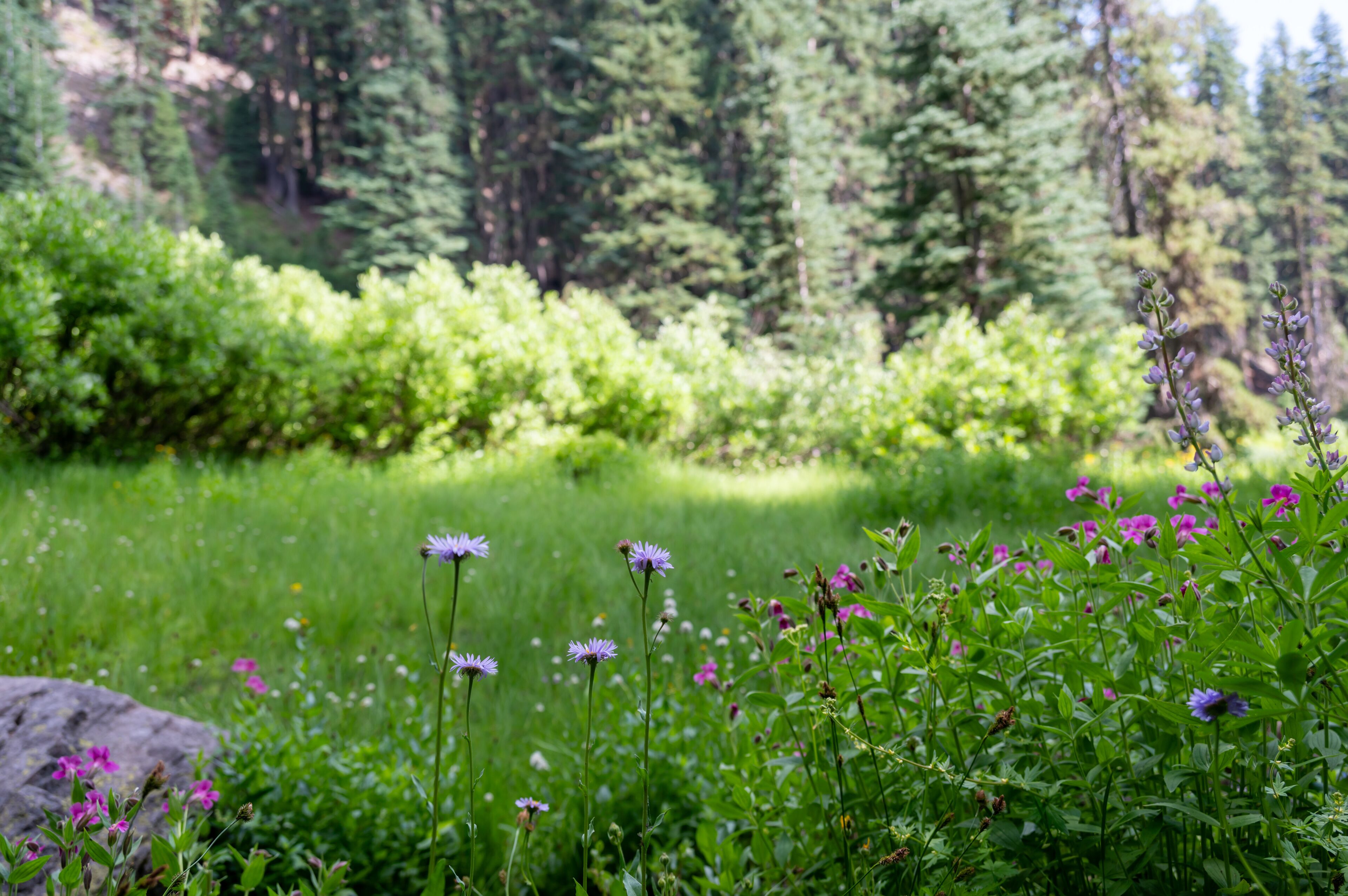 Assorted flowers along the meadow path of the Castle Crest Wildflower Trail in Crater Lake National Park. 