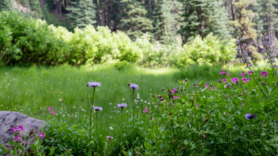 Sentier Castle Creek Wildflower Trail