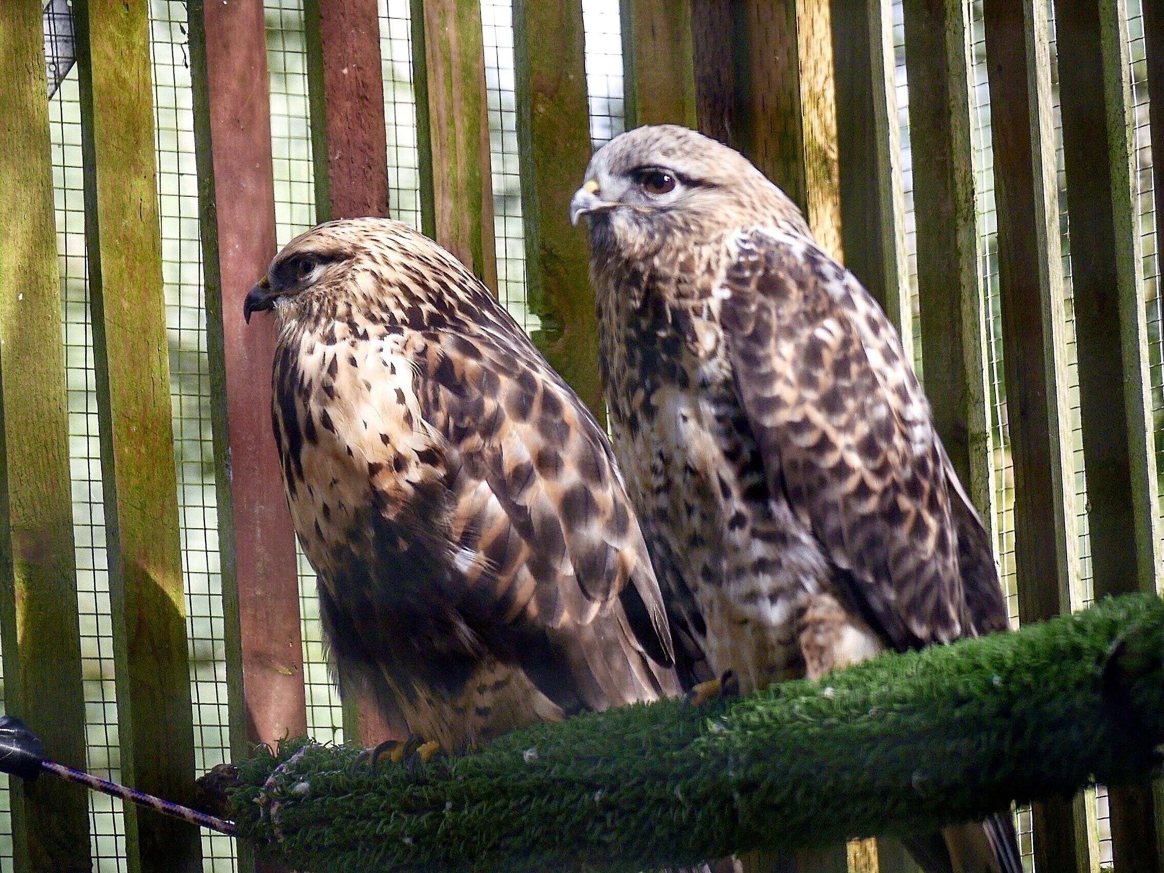Claran and Ajkataku, a pair of Merlins.

http://www.eraptors.org/rr_merlin.htm