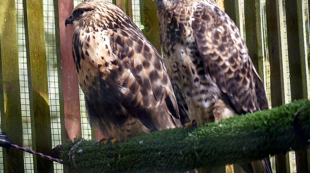 Claran and Ajkataku, a pair of Merlins.
http://www.eraptors.org/rr_merlin.htm
