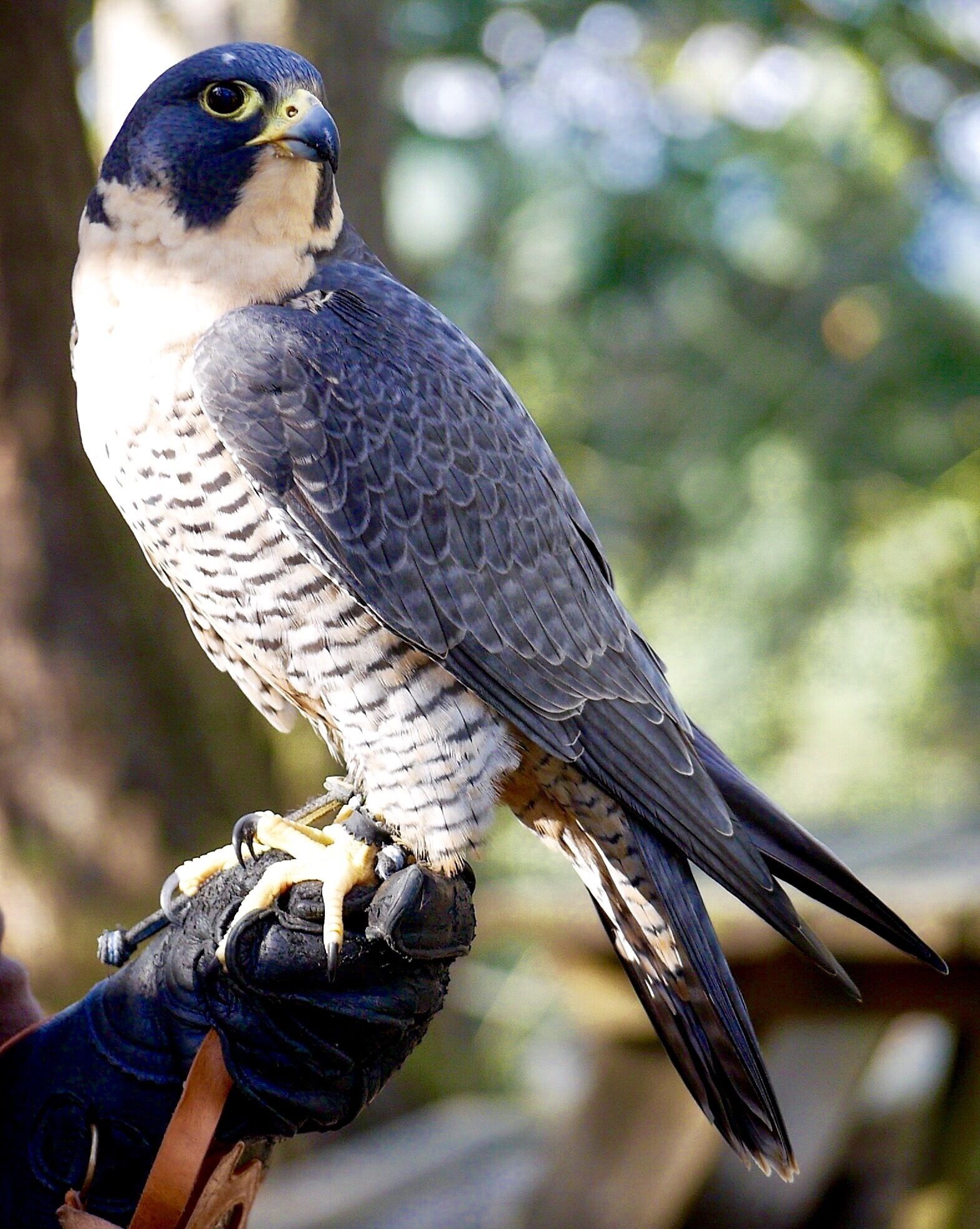 If you had ever told me that there was a place somewhere on earth where you could walk up to a raptor and practically shake its hand, you know what I would have said to you? 

"Where?!"

As luck would have it, that "where" is only a couple of short hours from Vancouver, a little south of Eugene, Oregon, at the Cascades Raptor Center.

Check it out:  http://www.eraptors.org

The raptor you're looking at in this photo is a female Peregrine Falcon, and her name is Freyja.  She is part of the resident population of raptors who live year round at the center.

Not all the raptors get to walk around the grounds on the arm of a handler, though many are brought out from time to time for the daily handler presentations (Tues-Fri).  I was lucky enough to be there when Kaida got to take in a little air.

The CRC was started twenty five years ago as a rehabilitation center for raptors who had physical or mental ailments, or whom had spent the majority of their lives in a domestic setting, as a pet or under the training of a falconer.

These animals are either too "damaged" to be able to survive in the wild, or too dependent upon humans to be able to develop the skills necessary to do so.

Apart from the visiting area, the Center manages a more open-air rehabilitation facility and a hospital, neither of which is open to the public.  The veterenarians who work at the hospital do so strictly on a voluntary basis, and never accept a fee for their services.

In fact, the spirit of volunteerism is the driving force behind the survival of the center.  People seem to want to line up to help care for some of the most beautiful animals on the planet, though I suppose when you put it that way, it's hardly any kind of surprise.

I spent four hours there and never closed my eyes.  It is just that kind of place.










