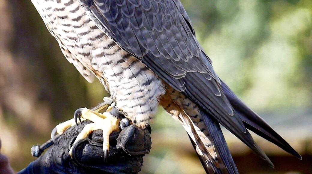 If you had ever told me that there was a place somewhere on earth where you could walk up to a raptor and practically shake its hand, you know what I would have said to you?
"Where?!"
As luck would have it, that "where" is only a couple of short hours from Vancouver, a little south of Eugene, Oregon, at the Cascades Raptor Center.
Check it out: http://www.eraptors.org
The raptor you're looking at in this photo is a female Peregrine Falcon, and her name is Freyja. She is part of the resident population of raptors who live year round at the center.
Not all the raptors get to walk around the grounds on the arm of a handler, though many are brought out from time to time for the daily handler presentations (Tues-Fri). I was lucky enough to be there when Kaida got to take in a little air.
The CRC was started twenty five years ago as a rehabilitation center for raptors who had physical or mental ailments, or whom had spent the majority of their lives in a domestic setting, as a pet or under the training of a falconer.
These animals are either too "damaged" to be able to survive in the wild, or too dependent upon humans to be able to develop the skills necessary to do so.
Apart from the visiting area, the Center manages a more open-air rehabilitation facility and a hospital, neither of which is open to the public. The veterenarians who work at the hospital do so strictly on a voluntary basis, and never accept a fee for their services.
In fact, the spirit of volunteerism is the driving force behind the survival of the center. People seem to want to line up to help care for some of the most beautiful animals on the planet, though I suppose when you put it that way, it's hardly any kind of surprise.
I spent four hours there and never closed my eyes. It is just that kind of place.