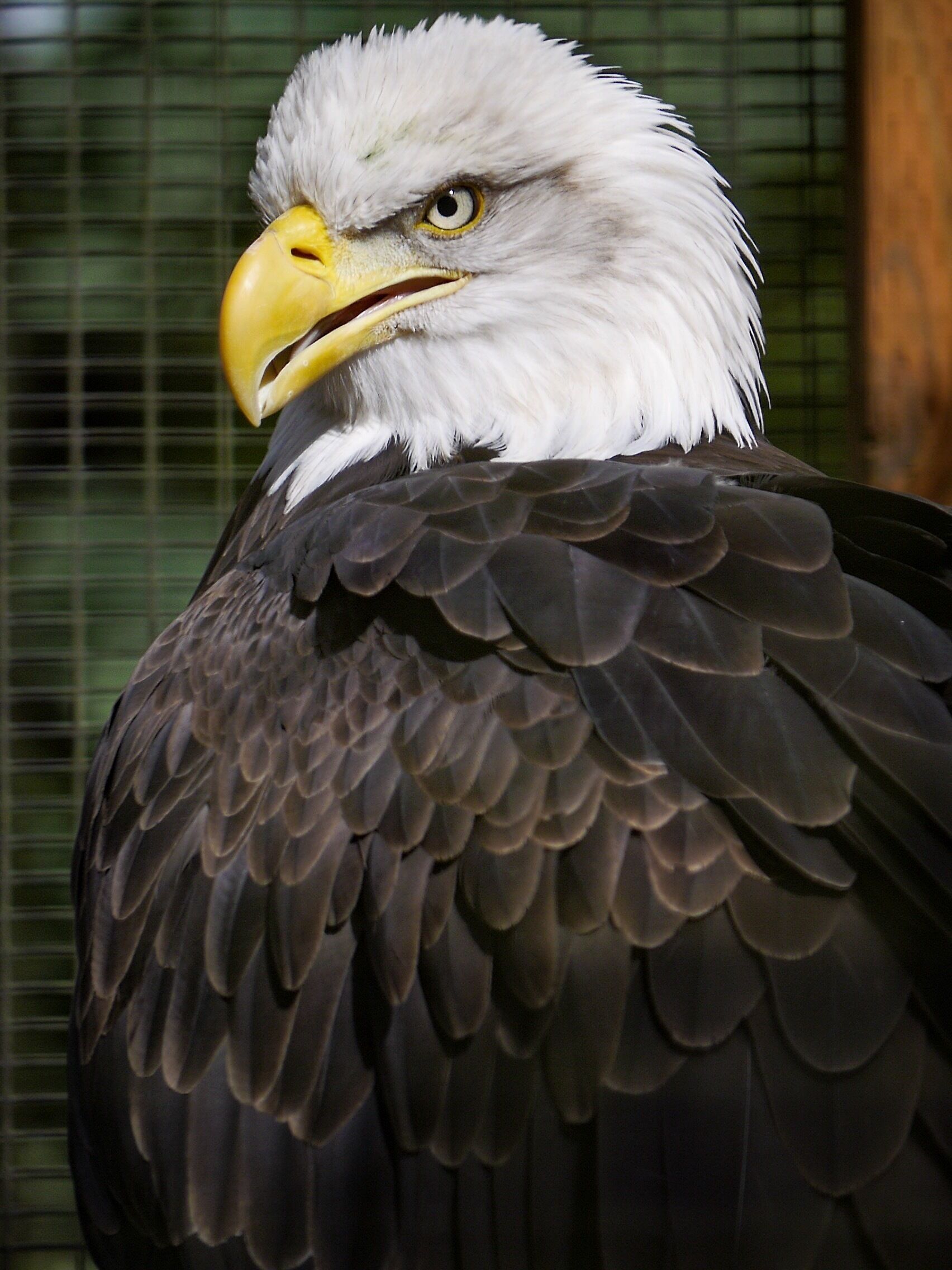 This is Celilo.  She is a female ... um ... I can never remember the name of this species.  And, you know, it's right on the tip of my tongue. At any rate, Celilo was first thought to be a male, and it required blood tests to determine her actual gender.  She is a huge bird, probably the largest on the grounds.  And she is magnificent.

She has been separated from others of her species because she apparently has some rather significant attitude problems.  I know I wouldn't want to mess with her when she's looking like that.

A note to photographers:  all the birds on the grounds are kept in cages. The size of the cage varies, but the bars do not.  To get decent photographs at the Center, you'll need to ditch your auto-focus, pick up a GOOD lens that can be manipulated manually and ranges from 35mm to 200mm, and shoot with manual focus.

The best shots are to be had when the animal is well lit and the bars are not (as in this photo).  I'll be posting some other photos from the center, and all of them were taken through the bars of a cage -- some with more success than others.  But as you can see from this photo, the bars do not have to be an impediment to a good photograph (or at least one that doesn't look as if it has been taken through the bars of a cage).  Go ahead and give it a try.  You might be surprised at the results.