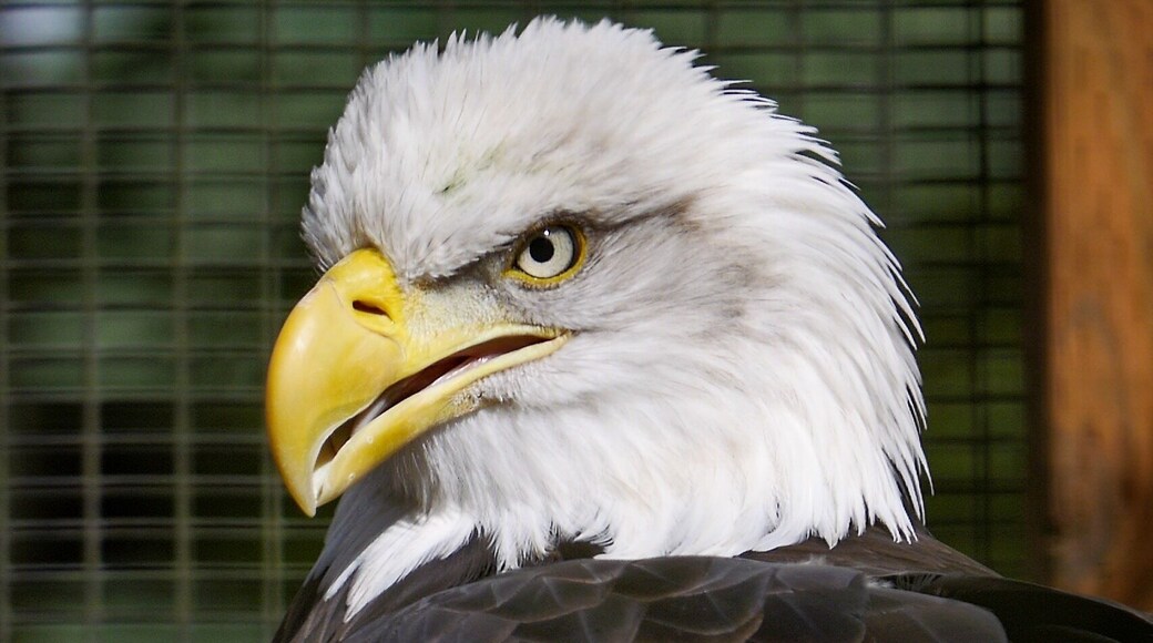 This is Celilo. She is a female ... um ... I can never remember the name of this species. And, you know, it's right on the tip of my tongue. At any rate, Celilo was first thought to be a male, and it required blood tests to determine her actual gender. She is a huge bird, probably the largest on the grounds. And she is magnificent.
She has been separated from others of her species because she apparently has some rather significant attitude problems. I know I wouldn't want to mess with her when she's looking like that.
A note to photographers: all the birds on the grounds are kept in cages. The size of the cage varies, but the bars do not. To get decent photographs at the Center, you'll need to ditch your auto-focus, pick up a GOOD lens that can be manipulated manually and ranges from 35mm to 200mm, and shoot with manual focus.
The best shots are to be had when the animal is well lit and the bars are not (as in this photo). I'll be posting some other photos from the center, and all of them were taken through the bars of a cage -- some with more success than others. But as you can see from this photo, the bars do not have to be an impediment to a good photograph (or at least one that doesn't look as if it has been taken through the bars of a cage). Go ahead and give it a try. You might be surprised at the results.