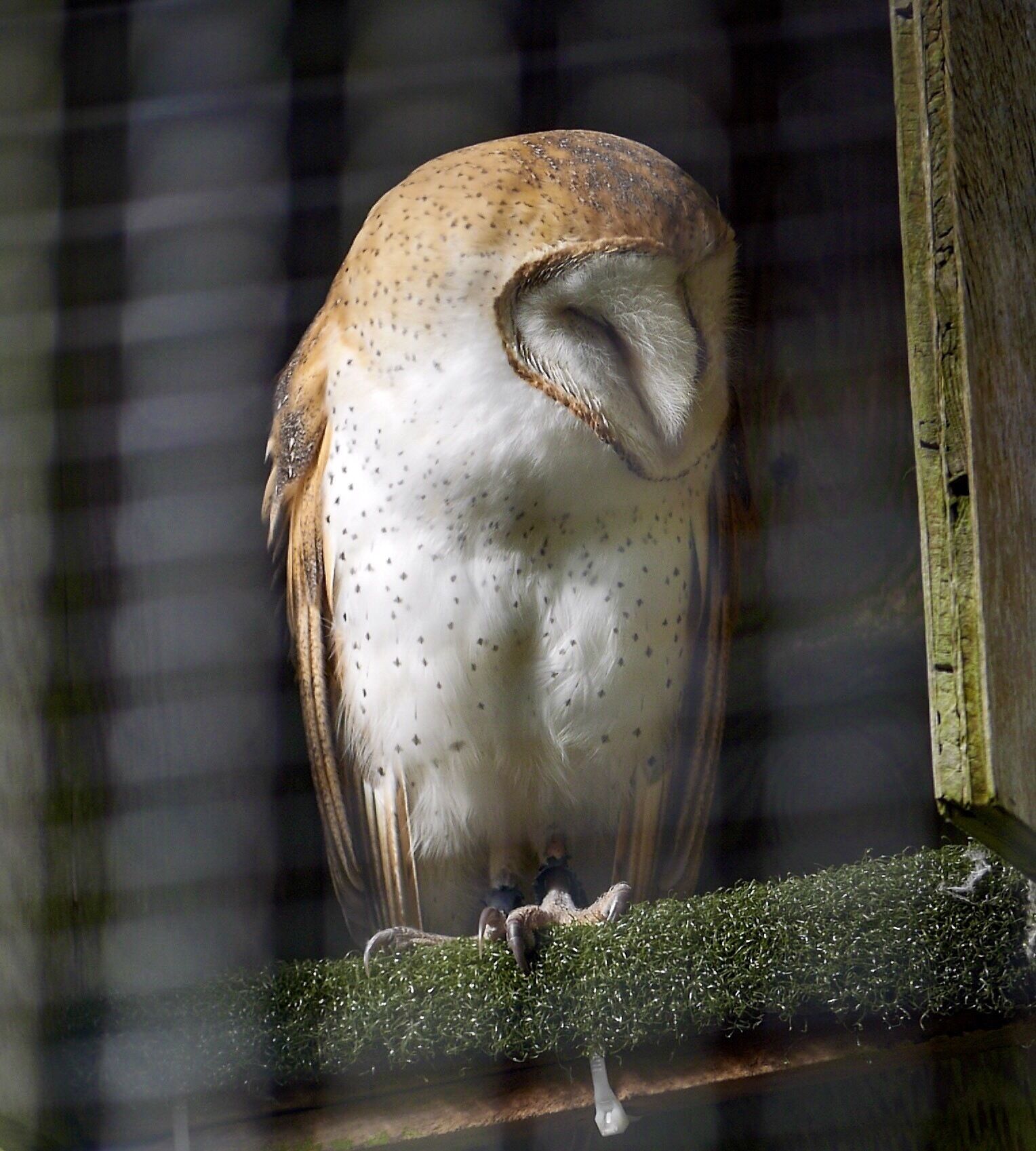 There are three resident Barn Owls at the center.  I believe this is Padawan, a male.

http://www.eraptors.org/rr_barnOwl.htm