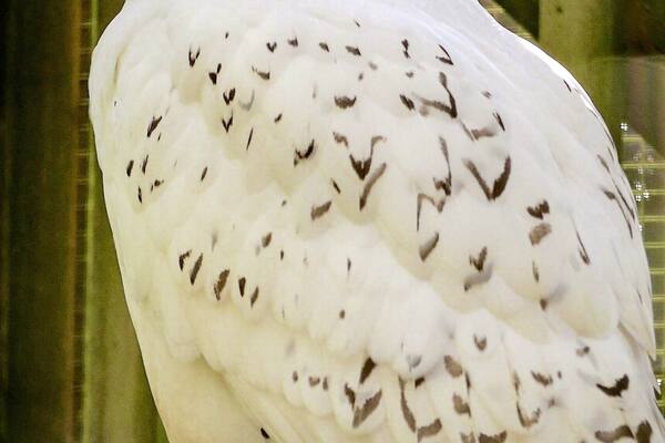 Archimedes, a male Snowy Owl.
http://www.eraptors.org/rr_snowyOwl.htm