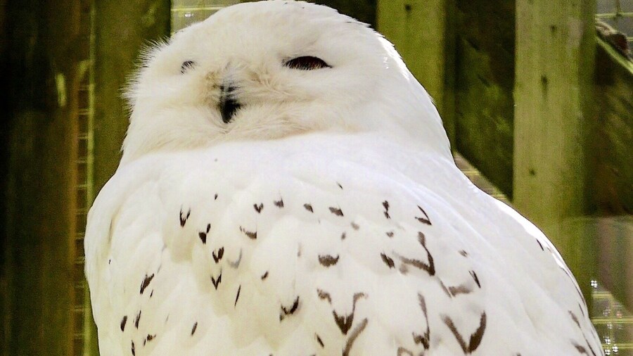 Archimedes, a male Snowy Owl.
http://www.eraptors.org/rr_snowyOwl.htm