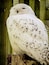 Archimedes, a male Snowy Owl.
http://www.eraptors.org/rr_snowyOwl.htm