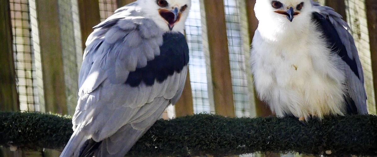 This cheerful pair is Anu and Dakini, a pair of White-tailed Kites. Their story is not a pretty one, but it does have a happy ending.  After a harrowing ordeal as youngsters, they were rescued and have been living and thriving at the Center for more than eight years.
http://www.eraptors.org/rr_whiteTailedKites.htm