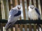 Two birds perched on a wire fence.