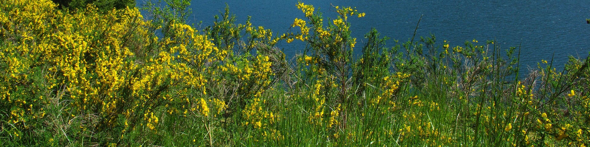 Yellow flowers, forest and Detroit Lake, Oregon; Shutterstock ID 105287951; Purchase Order: -
