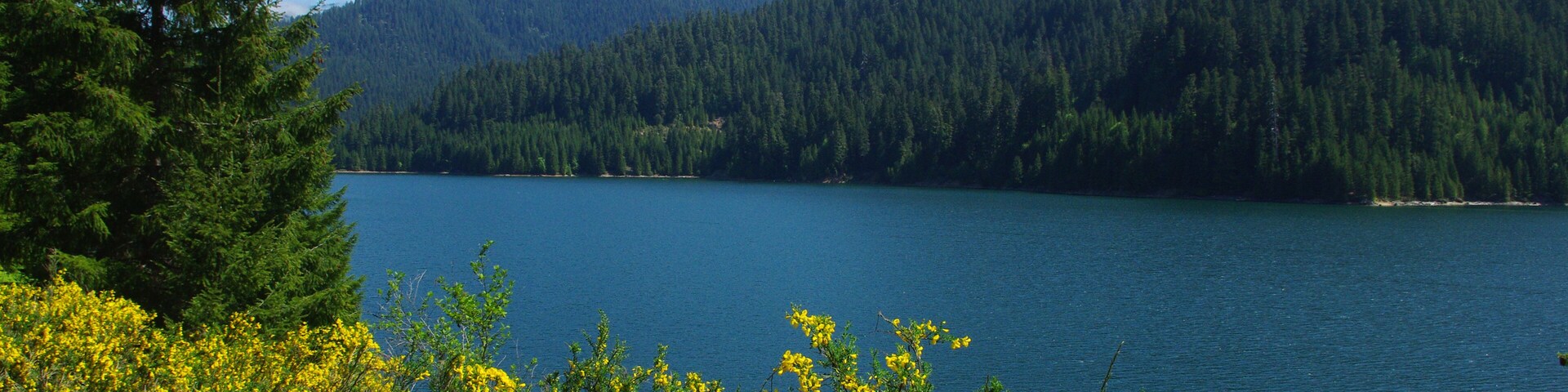 Yellow flowers, forest and Detroit Lake, Oregon; Shutterstock ID 105287951; Purchase Order: -