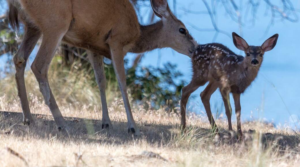 Mother doe grooming fawn