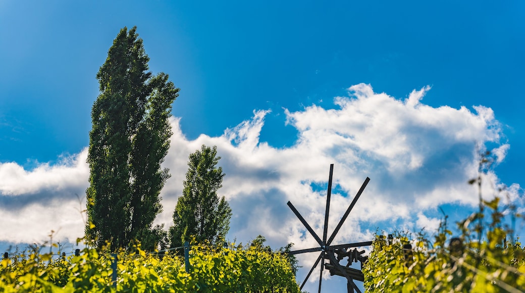The Windmill Winery