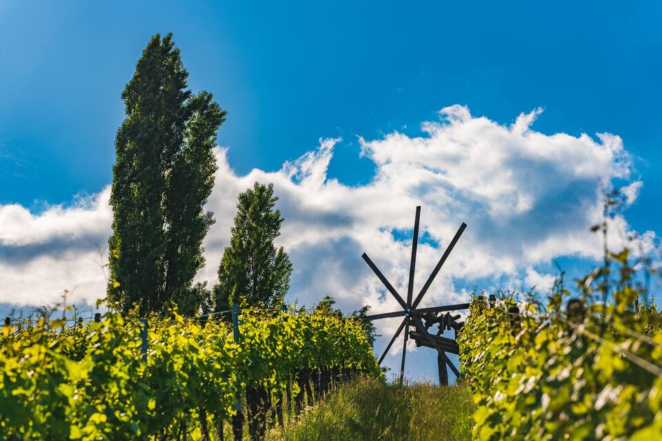 A vineyard with grapevines, a windmill, and tall trees under a blue sky with clouds.