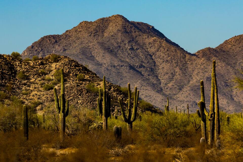 Paisatge desèrtic amb diversos cactus i una muntanya al fons.