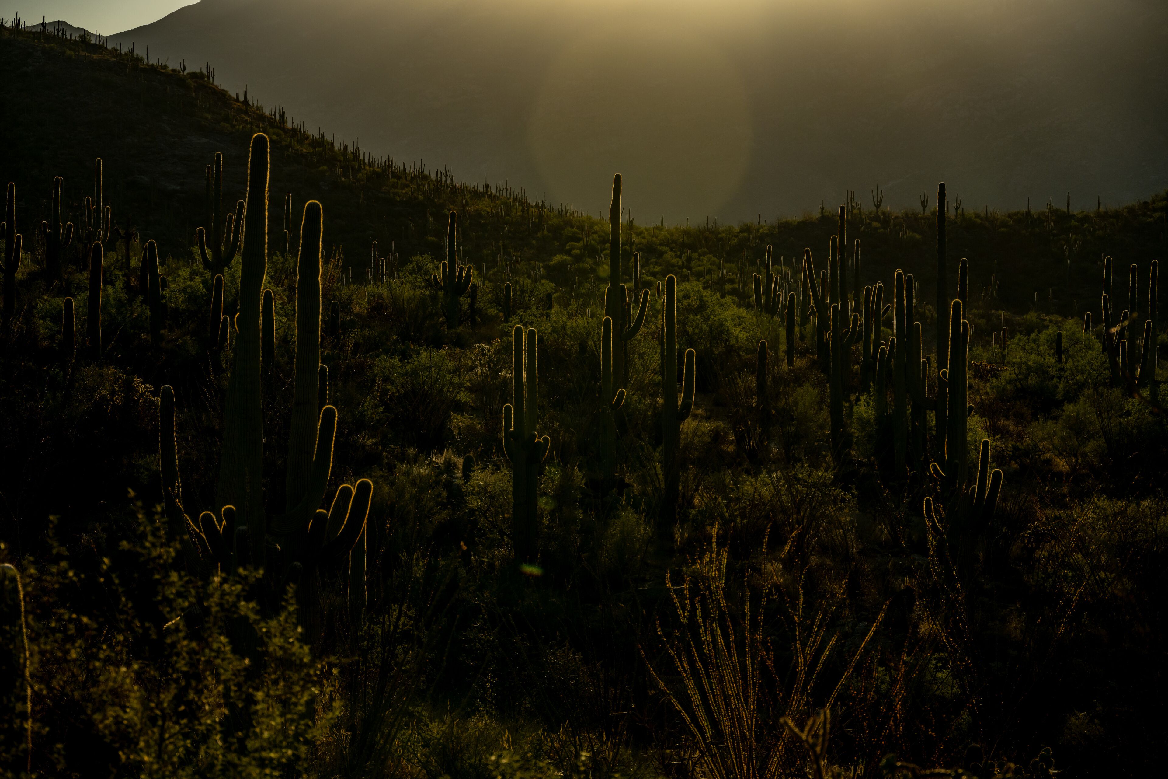 Sun Backlights Saguaro Cactus As It Rises Over Hill