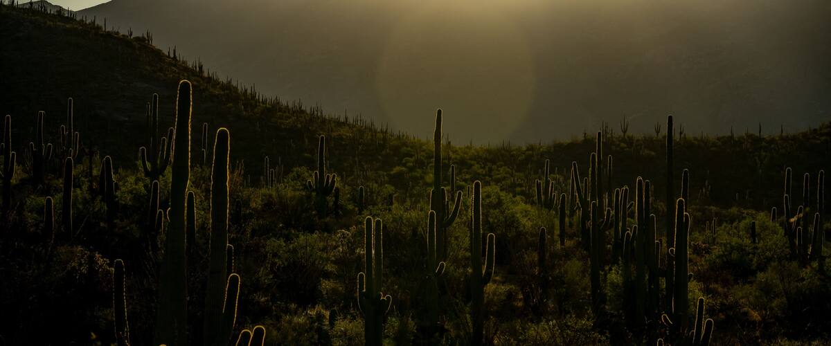 Sun Backlights Saguaro Cactus As It Rises Over Hill
