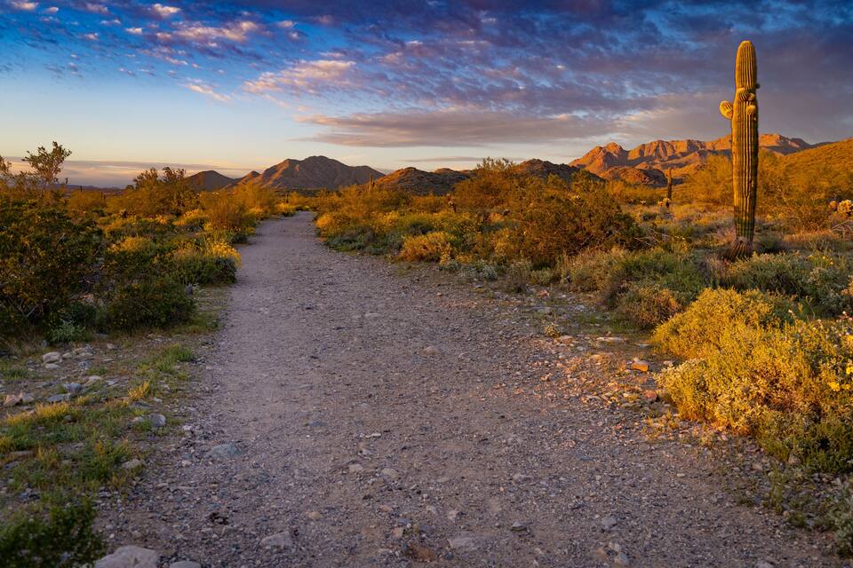 Un sendero polvoriento en un paisaje desértico, con cactus y montañas al fondo.