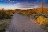 sonoran desert in Arizona at sunset