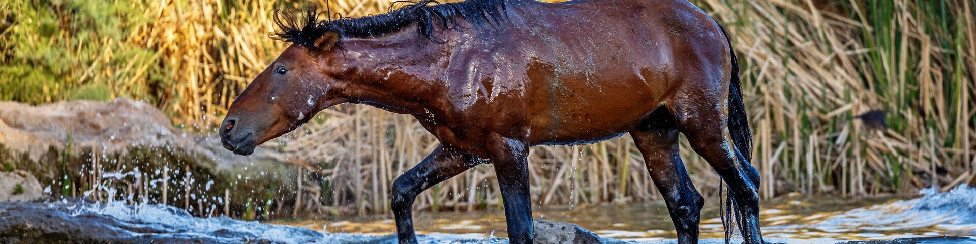 Wet Wild Horse Walking in Salt River