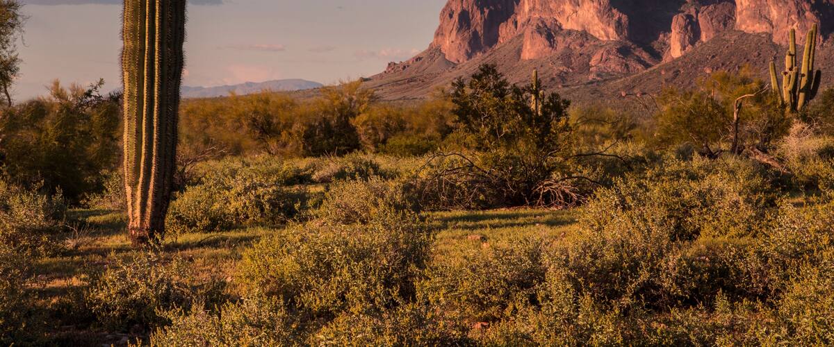 Suprestition Mountains and Saguaro Cactus at Sunset