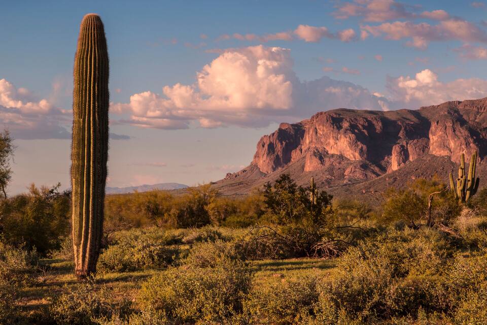 Un cactus alt en un paisatge desert amb muntanyes al fons.