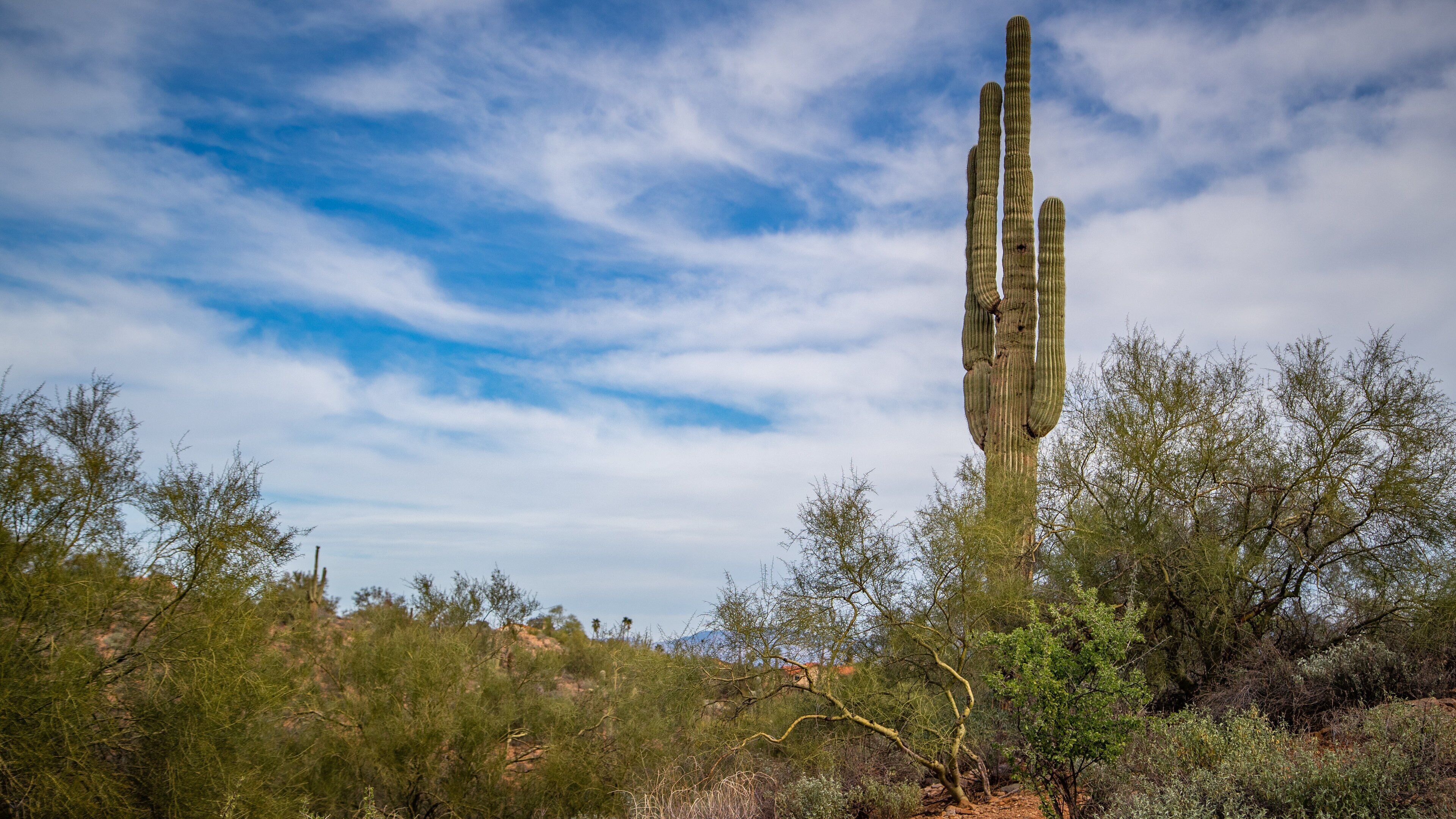 Fountain Hills Botanical Garden