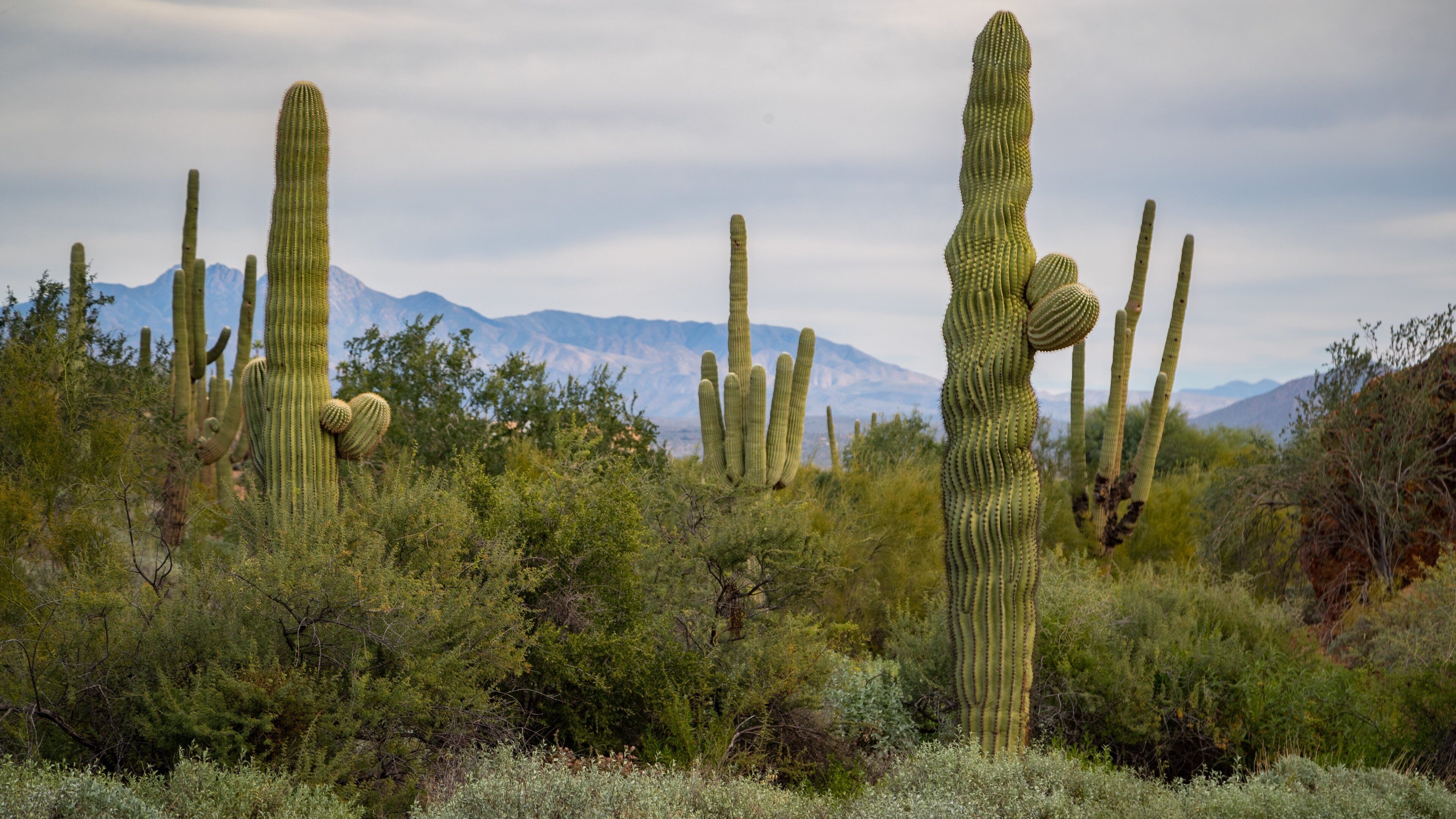Fountain Hills Botanical Garden