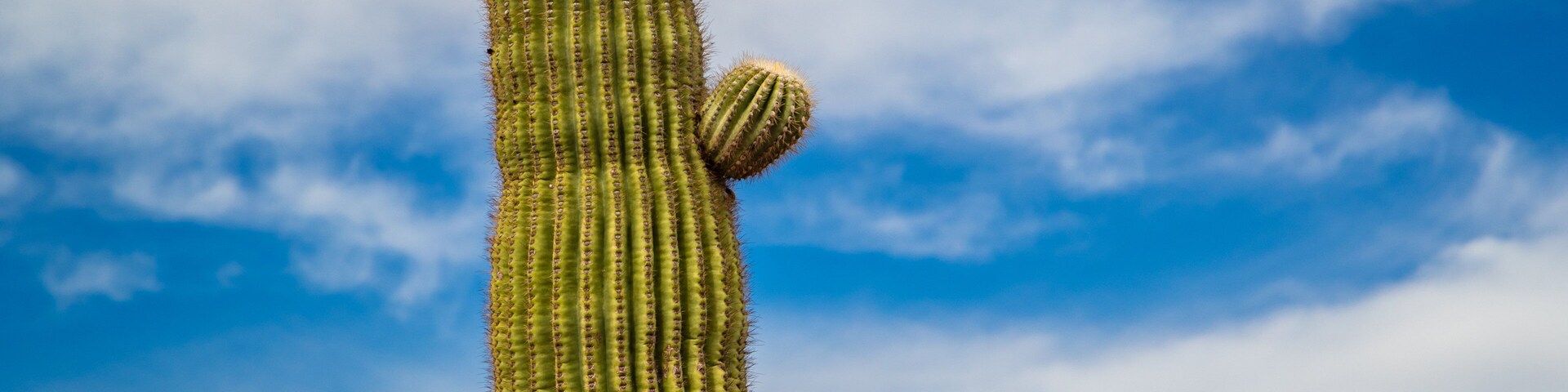 Fountain Hills Botanical Garden