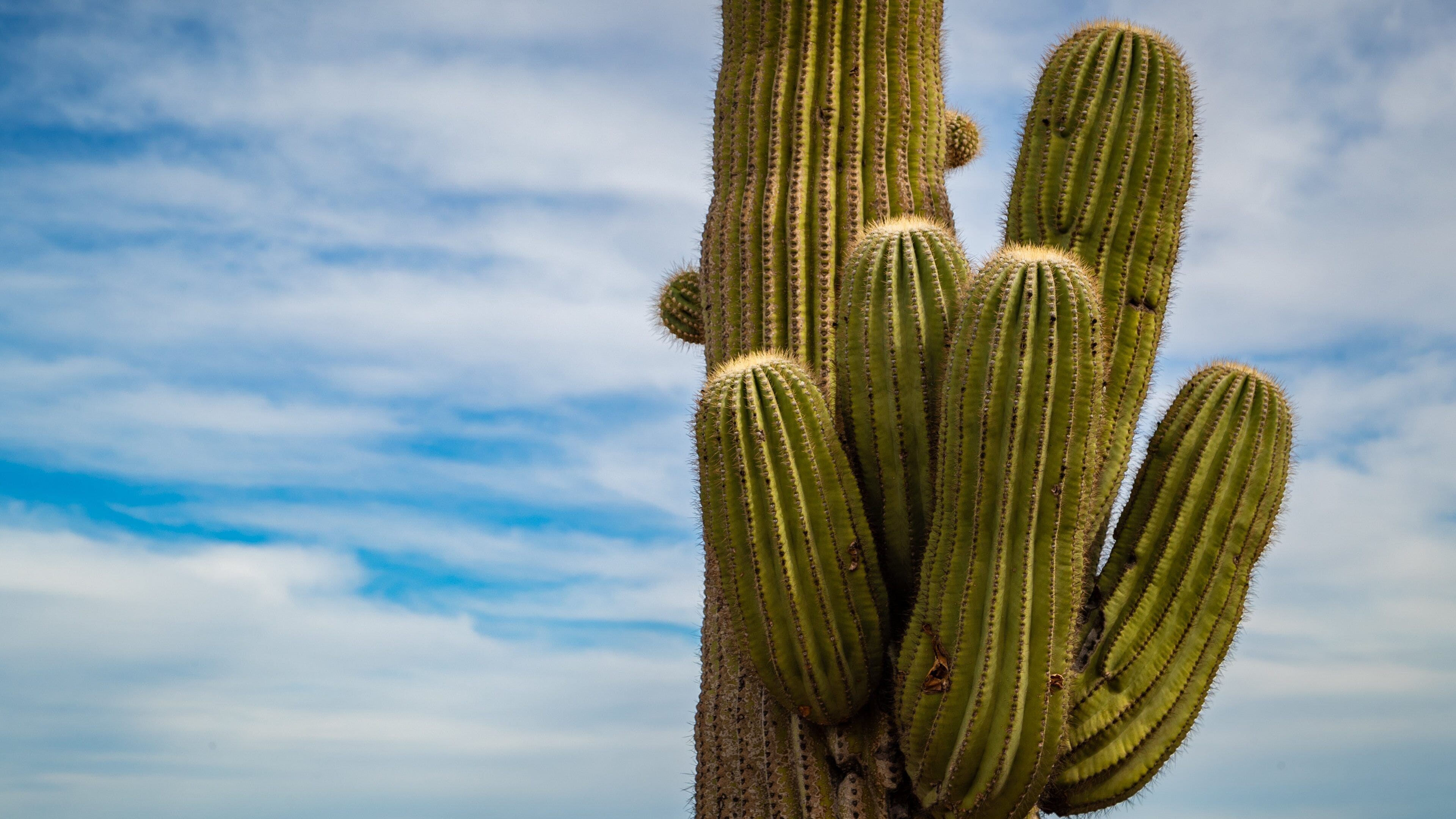 Fountain Hills Botanical Garden featuring desert views