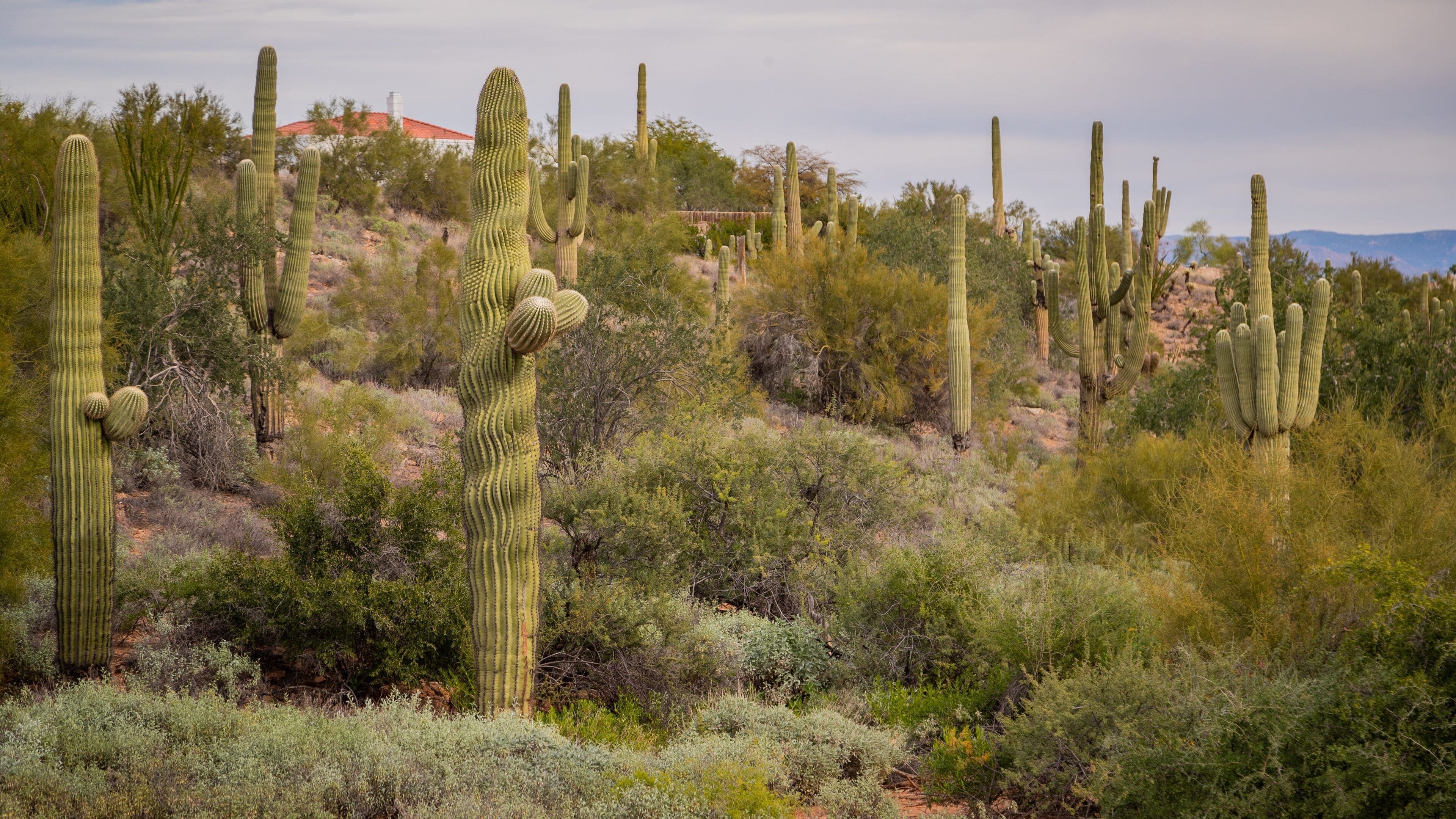A desert landscape with tall cacti and sparse vegetation.