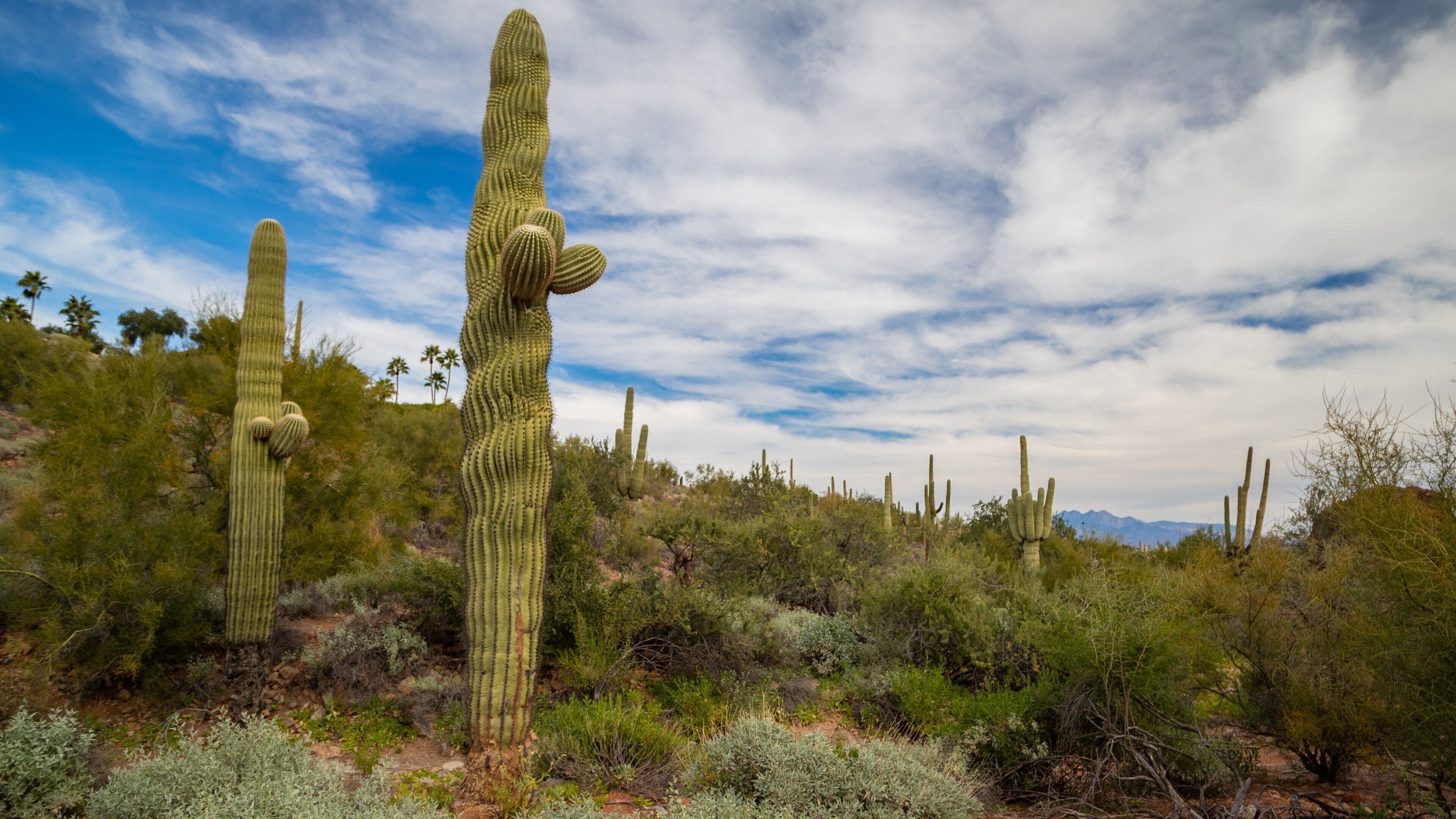 Un paysage désertique avec de grands cactus et une végétation clairsemée, sous un ciel partiellement nuageux.