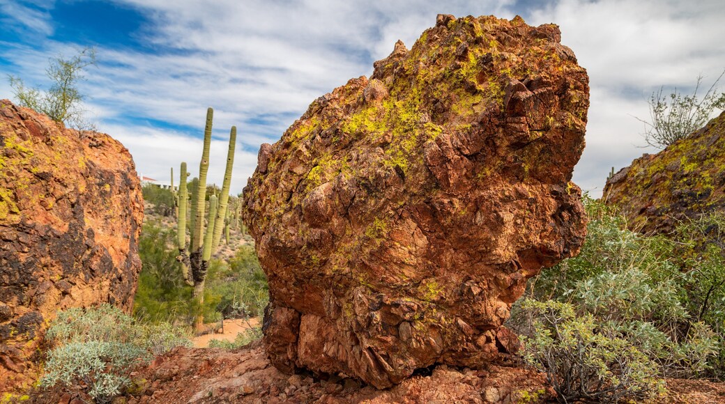 Fountain Hills Botanical Garden
